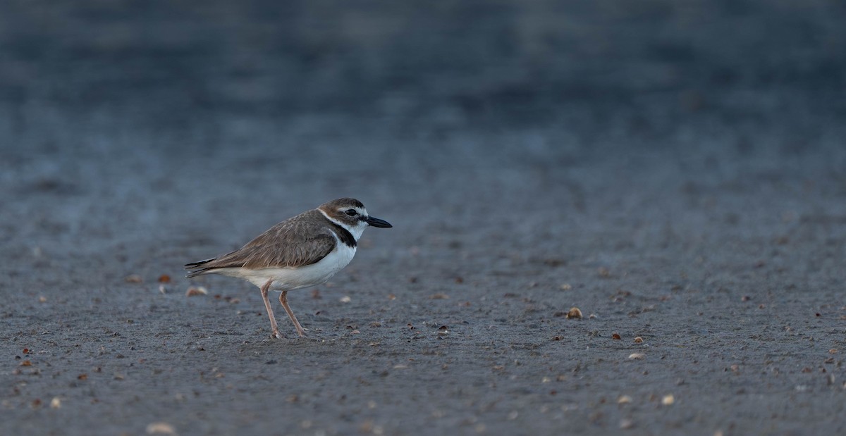 Wilson's Plover - Felix Figueroa