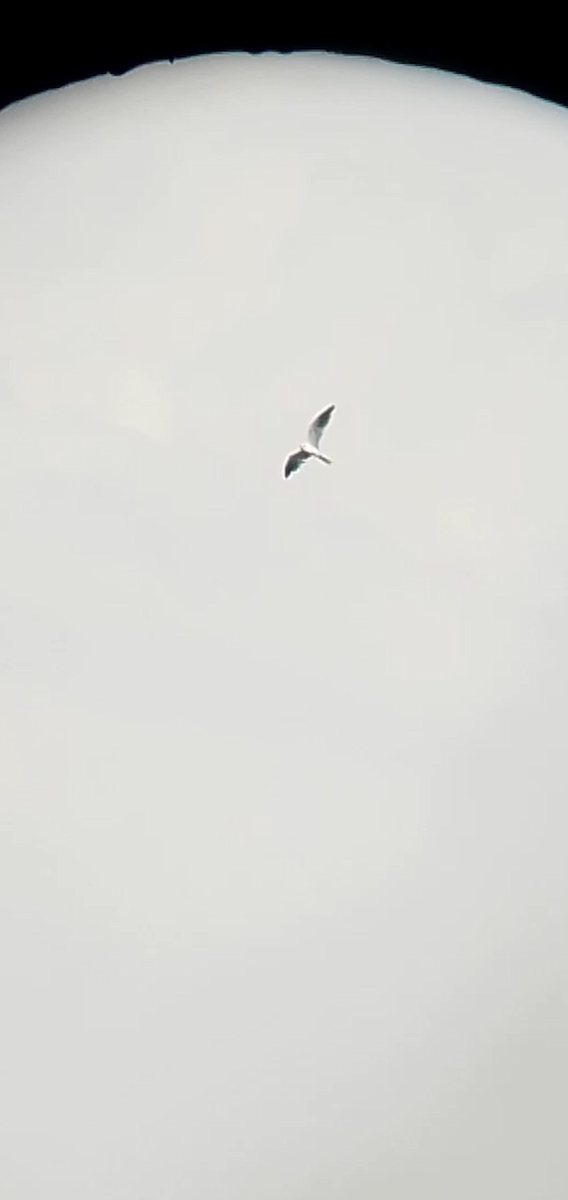 White-tailed Kite - Johann Hernández