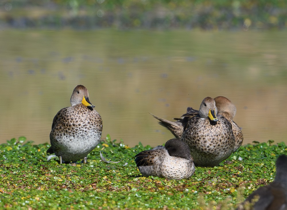 Yellow-billed Pintail - Jose-Miguel Ponciano