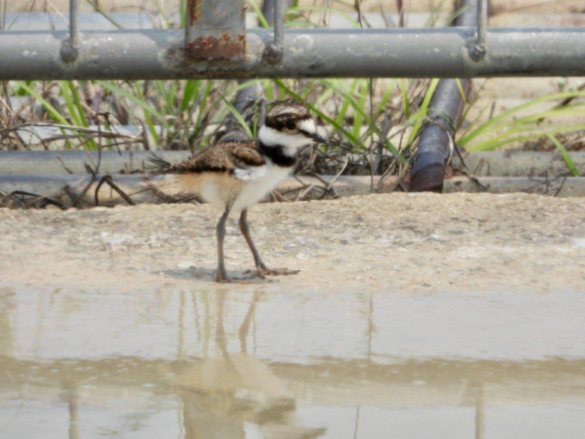 Killdeer - Kay Zagst