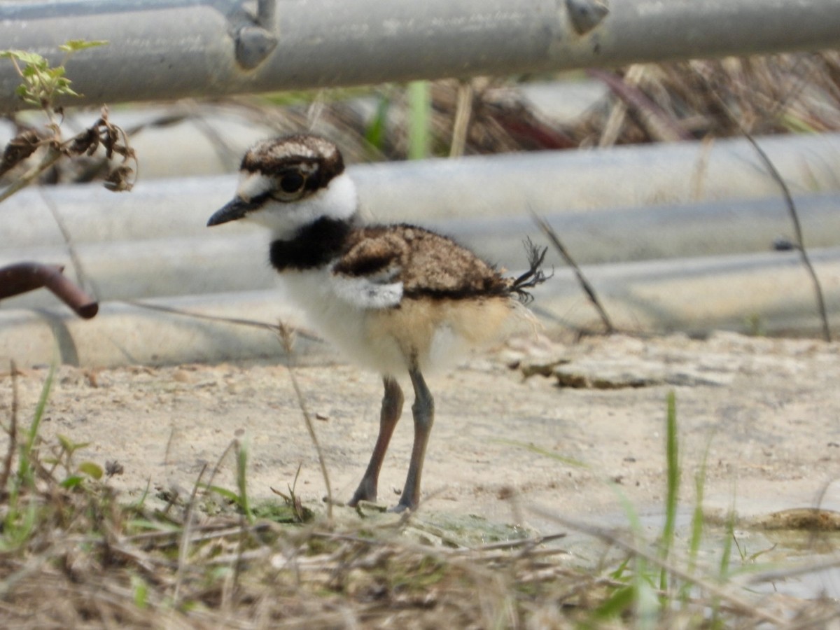 Killdeer - Kay Zagst