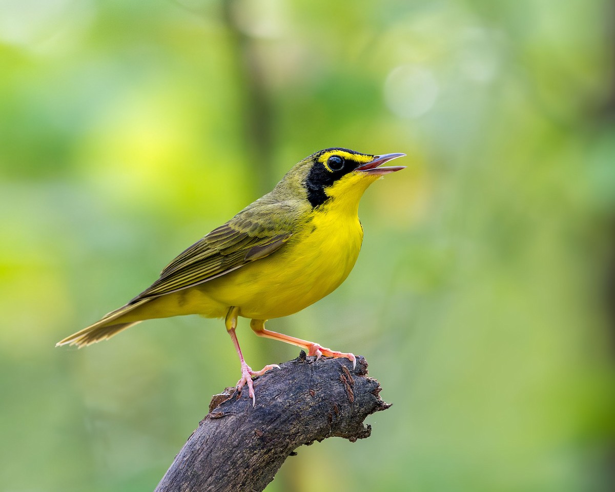 Kentucky Warbler - Ryan Shean