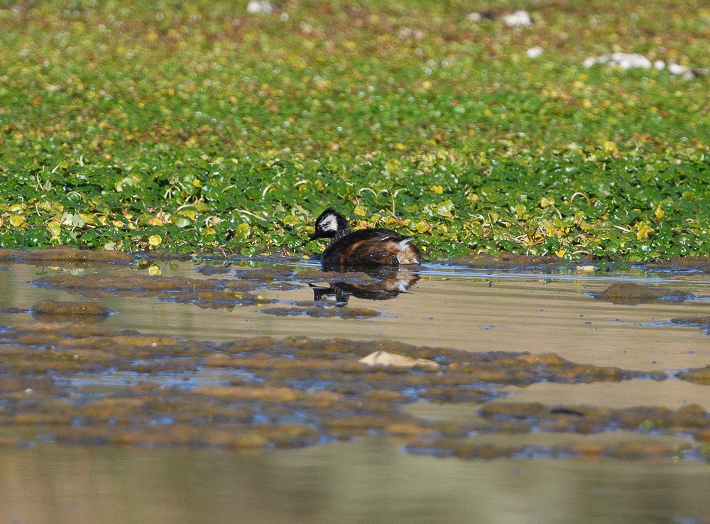 White-tufted Grebe - Jose-Miguel Ponciano