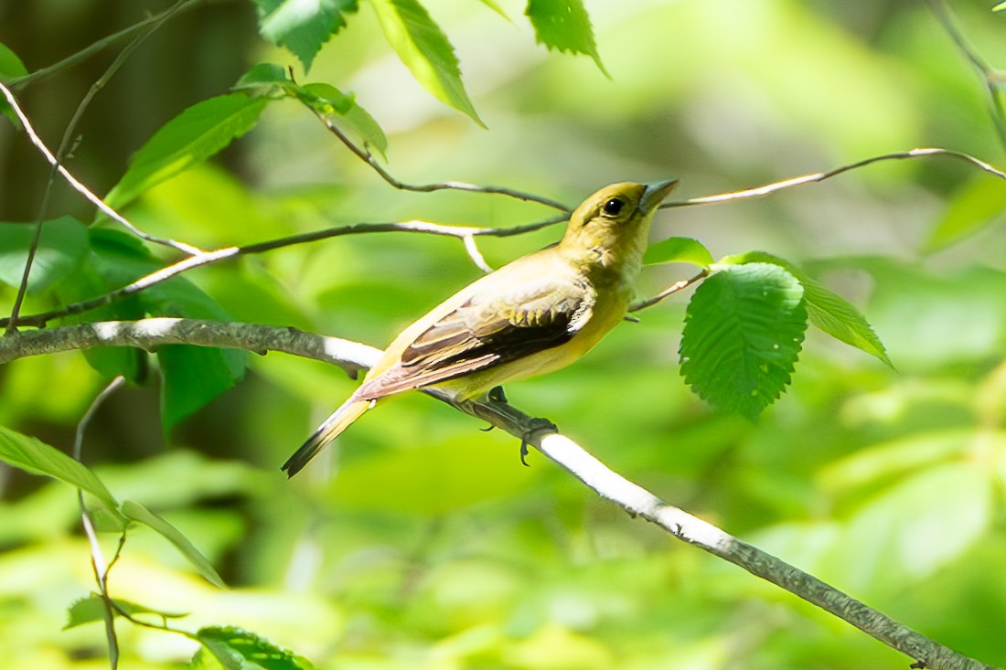 Scarlet Tanager - Shori Velles