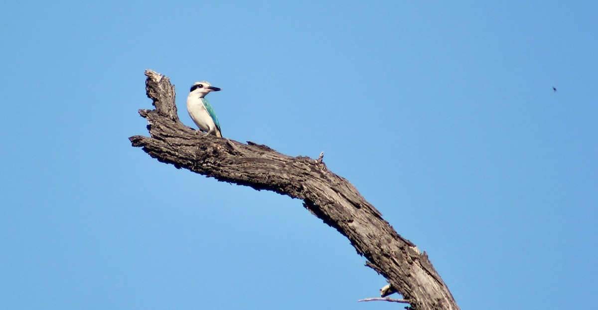 Red-backed Kingfisher - ML619549214