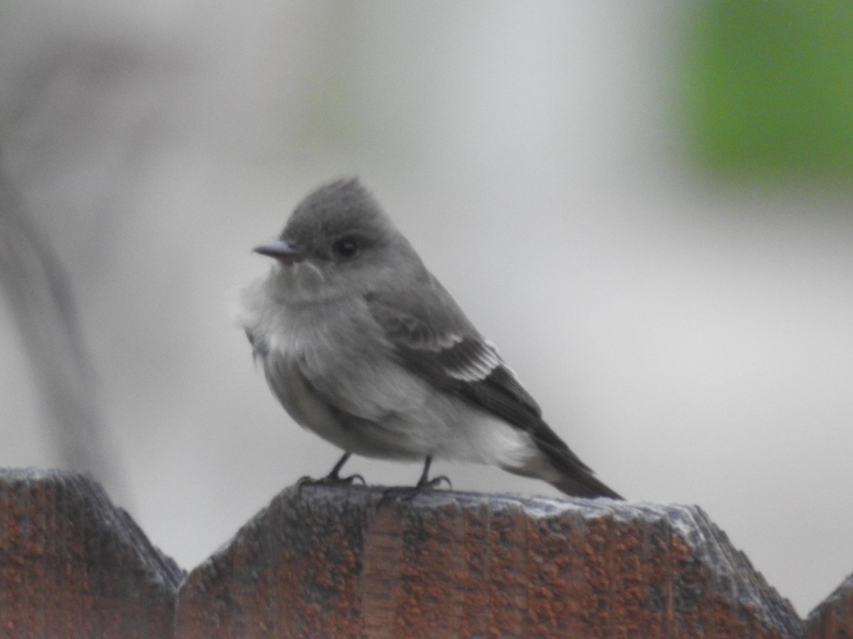 Western Wood-Pewee - Forrest Luke