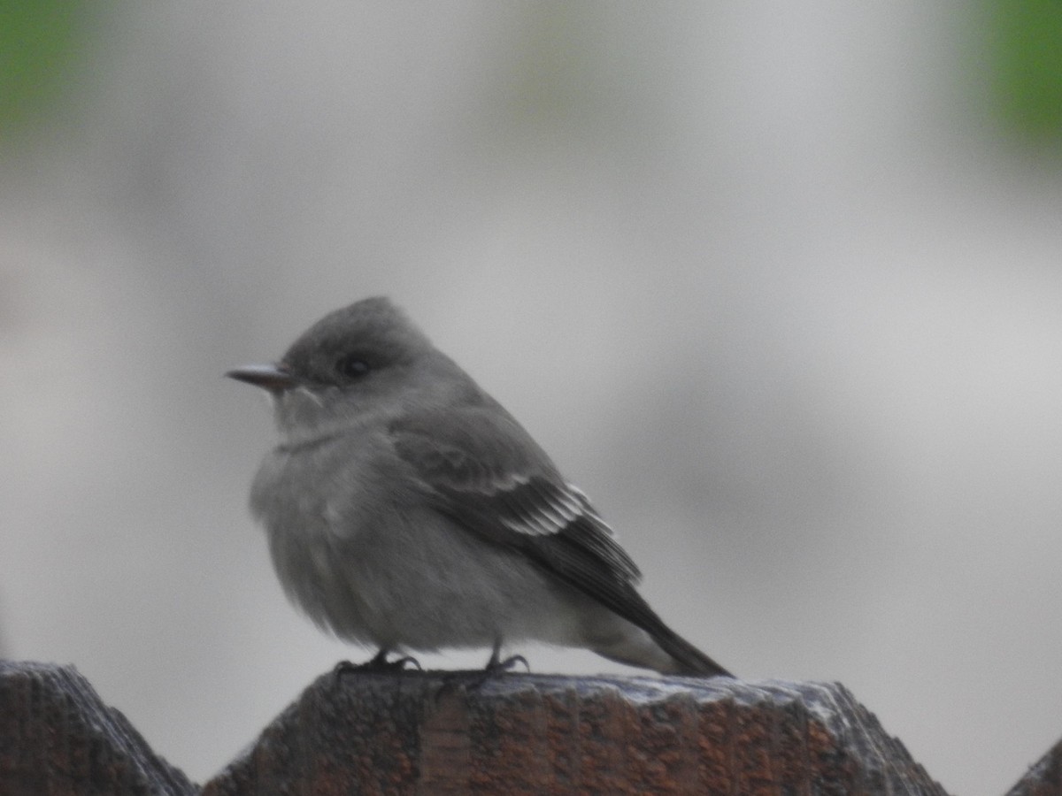 Western Wood-Pewee - Forrest Luke