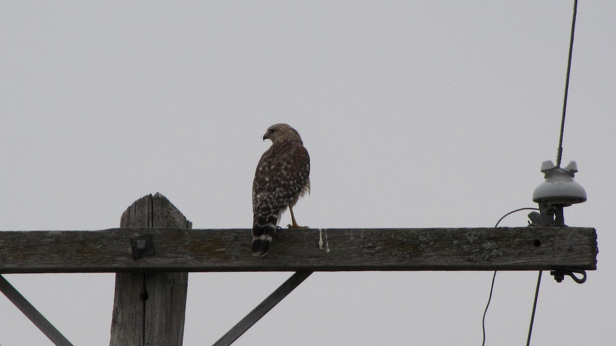 Red-shouldered Hawk - ML619549222