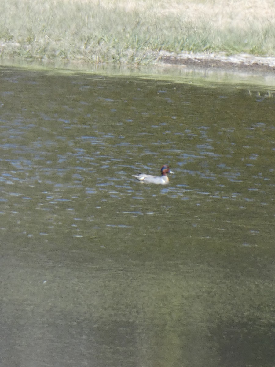 Green-winged Teal - s k