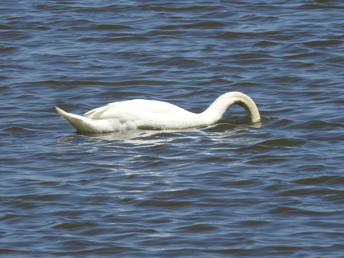 Mute Swan - Beverley Scott