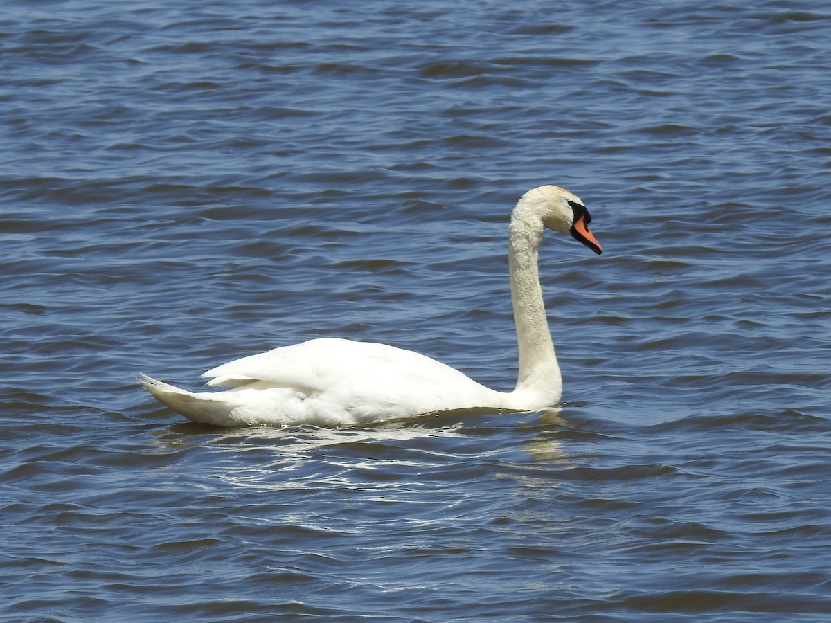 Mute Swan - Beverley Scott