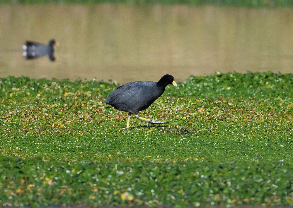 Slate-colored Coot - Jose-Miguel Ponciano