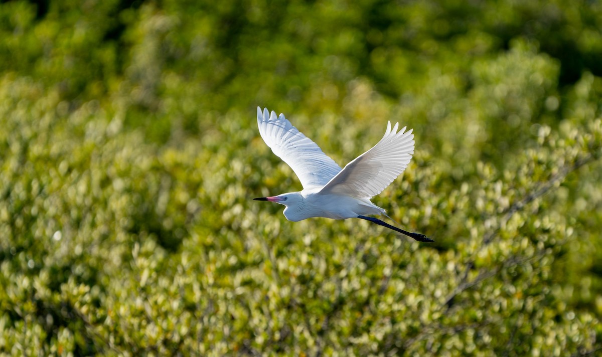 Aigrette roussâtre - ML619549236