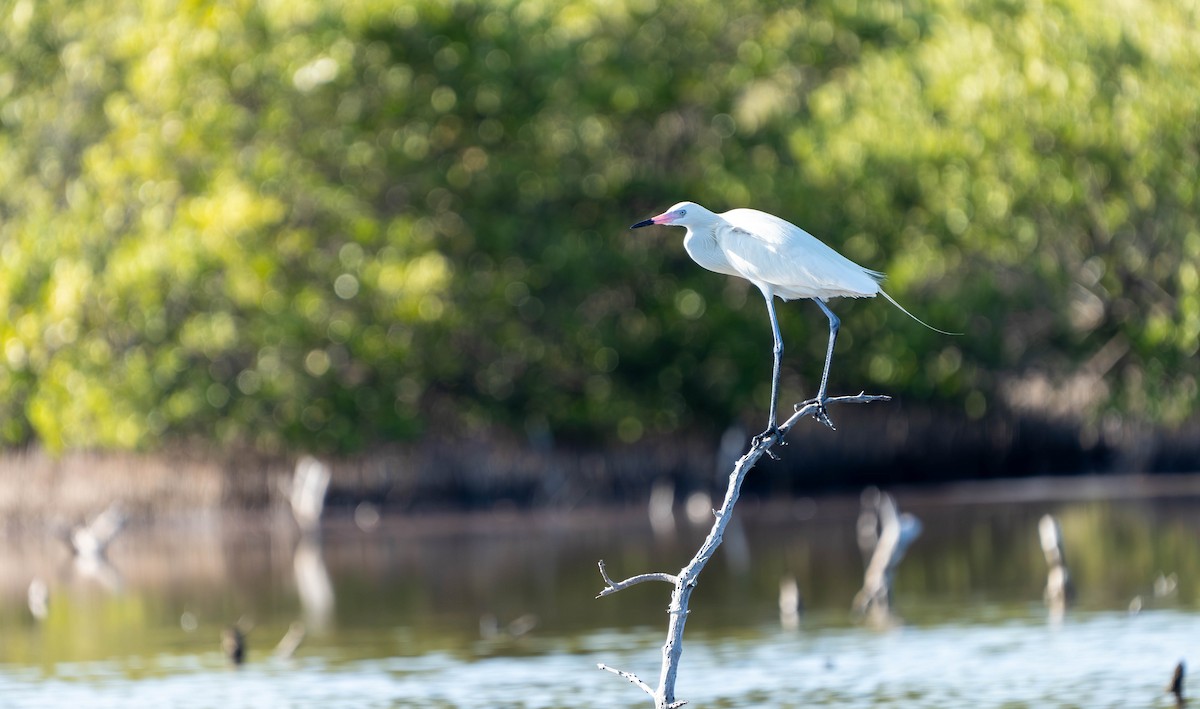 Reddish Egret - Felix Figueroa