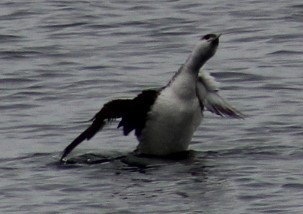 Red-throated Loon - Richard Breisch