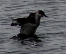 Red-throated Loon - Richard Breisch