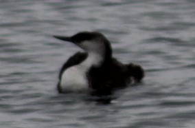 Red-throated Loon - Richard Breisch