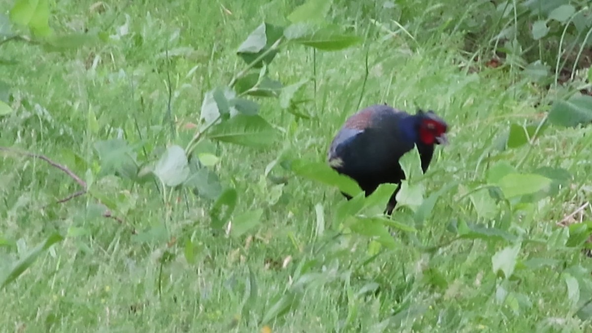 Green Pheasant - YUKIKO ISHIKAWA