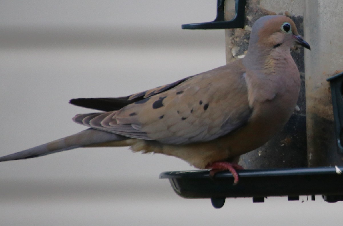 Mourning Dove - Betty Thomas