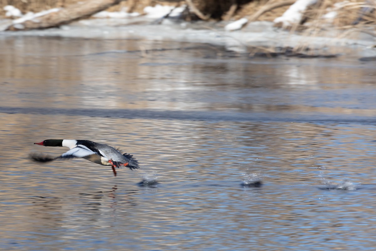 Common Merganser - David Mozzoni