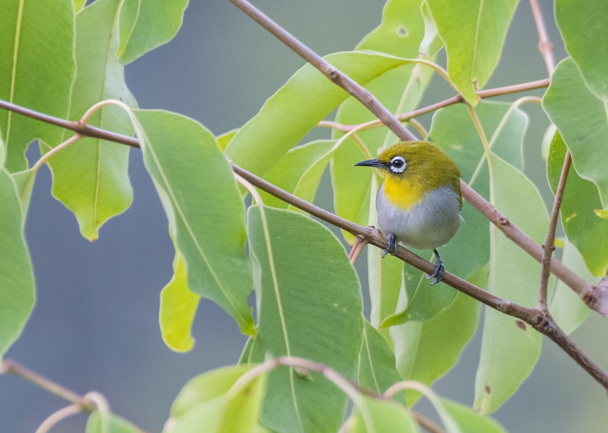 Indian White-eye - Fareed Mohmed