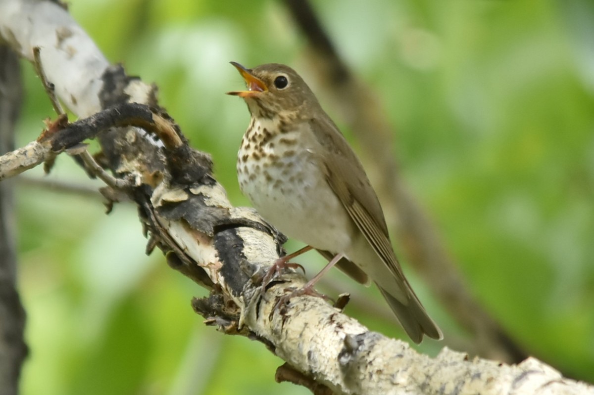 Swainson's Thrush - ML619549251