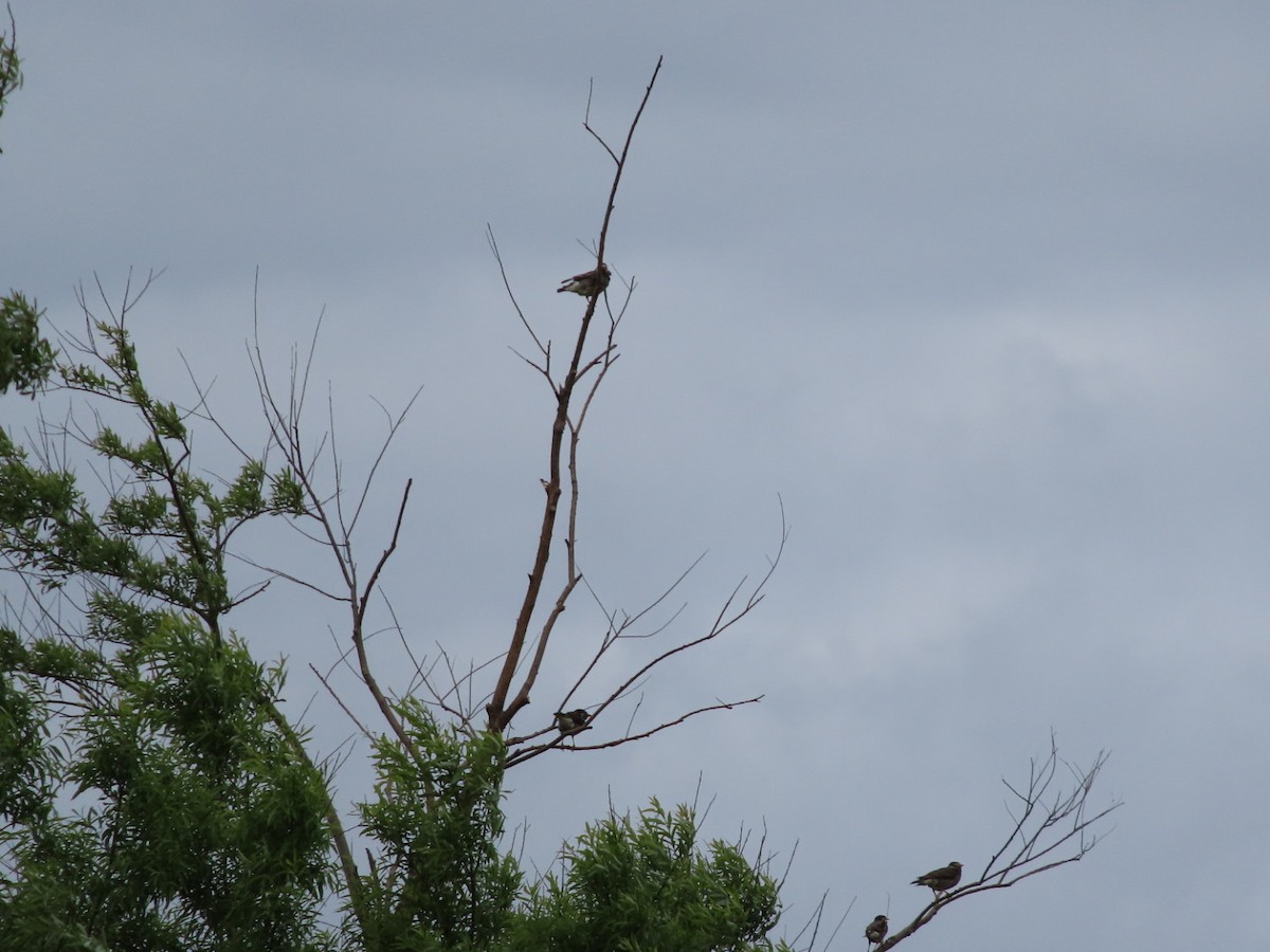 White-cheeked Starling - YUKIKO ISHIKAWA