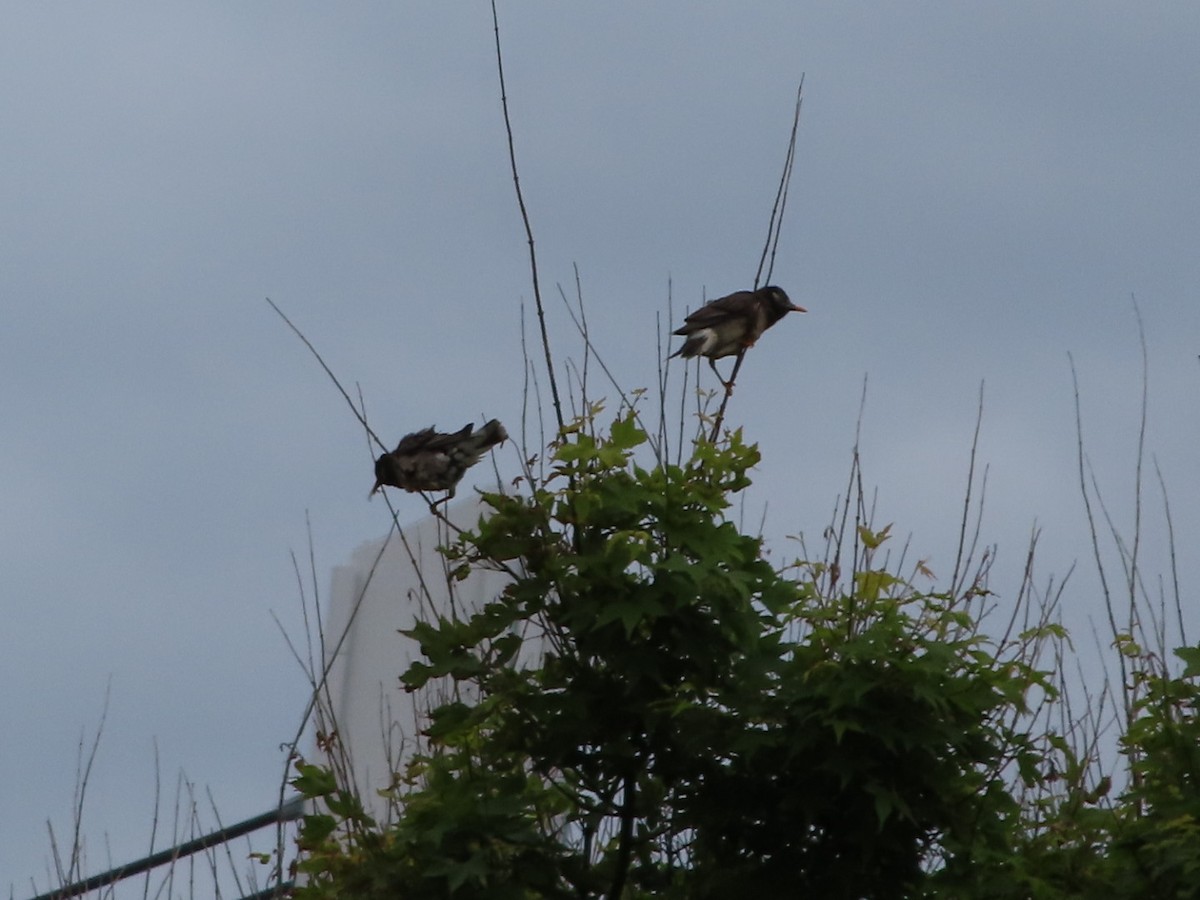 White-cheeked Starling - YUKIKO ISHIKAWA