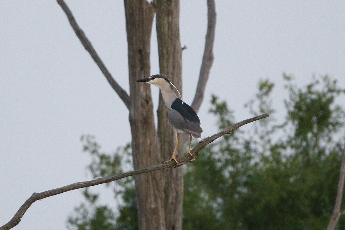 Black-crowned Night Heron - Tom Stayancho