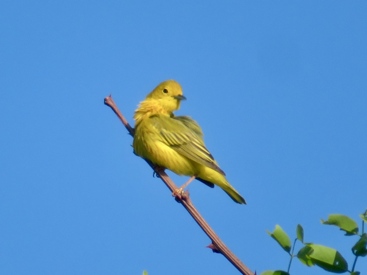 Yellow Warbler - Christine Cote