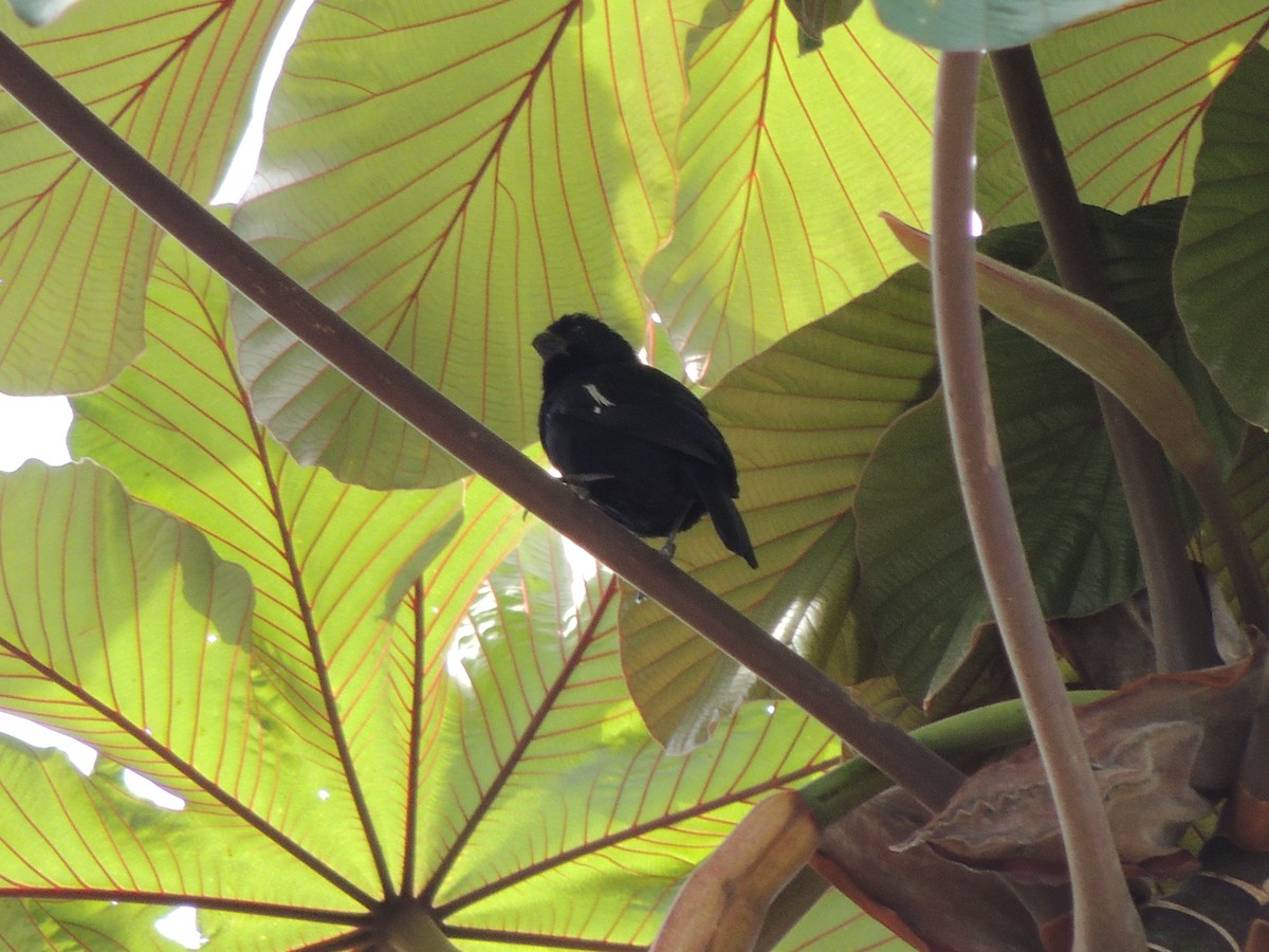 Variable Seedeater - Roger Lambert