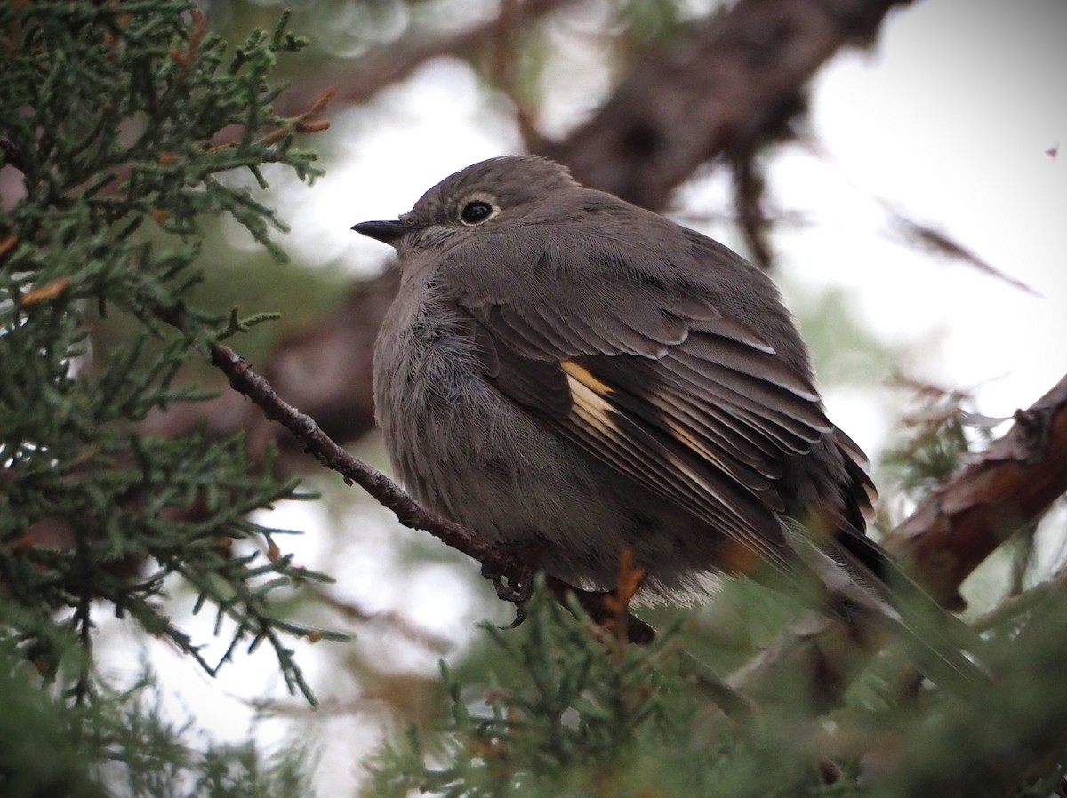 Townsend's Solitaire - Dick Cartwright