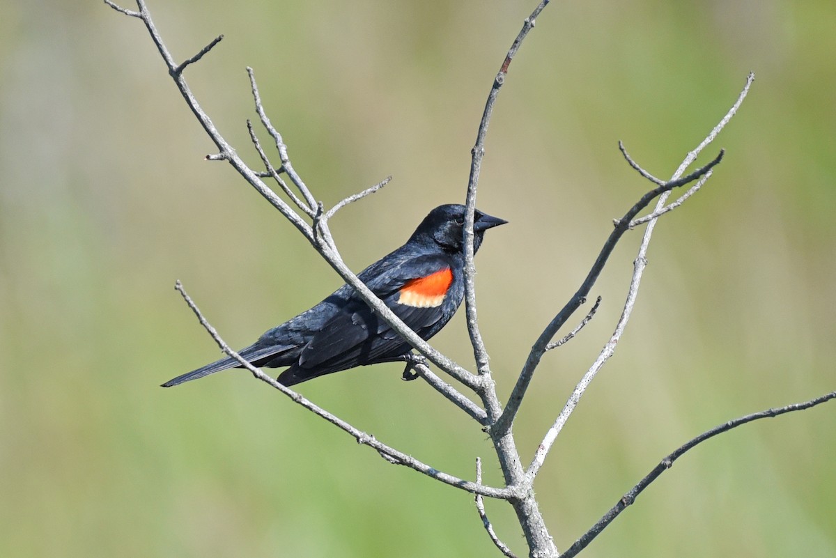 Red-winged Blackbird - Timothy Barry