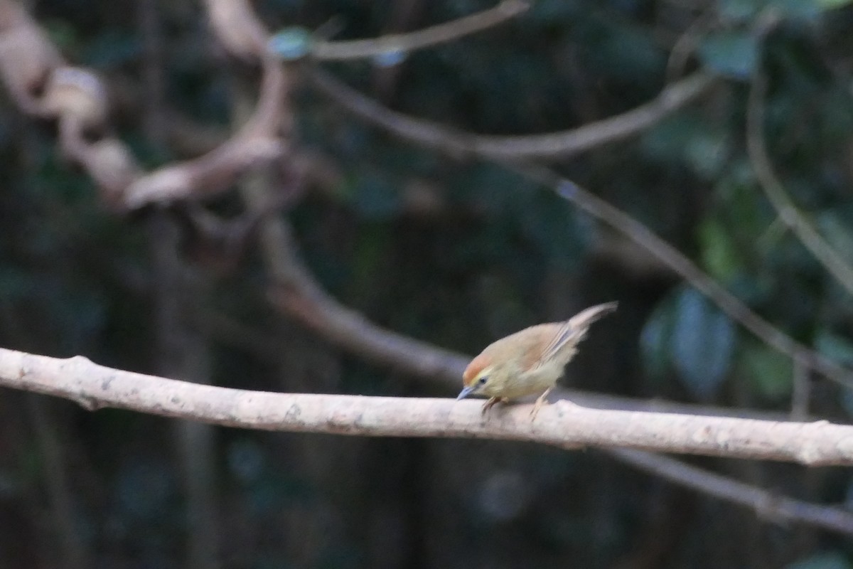 Pin-striped Tit-Babbler - ML619549279