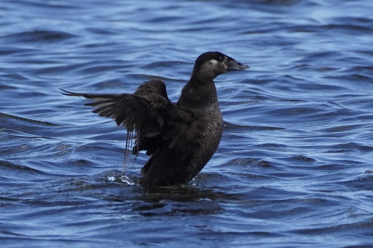 Surf Scoter - Kenneth Mamitsuka