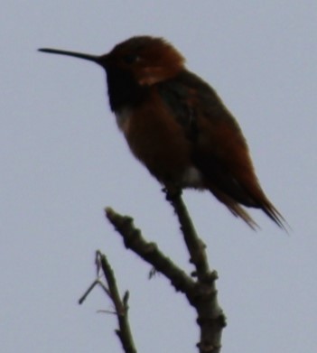 Allen's Hummingbird - Richard Breisch