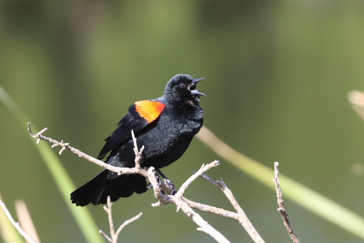 Red-winged Blackbird - ML619549300