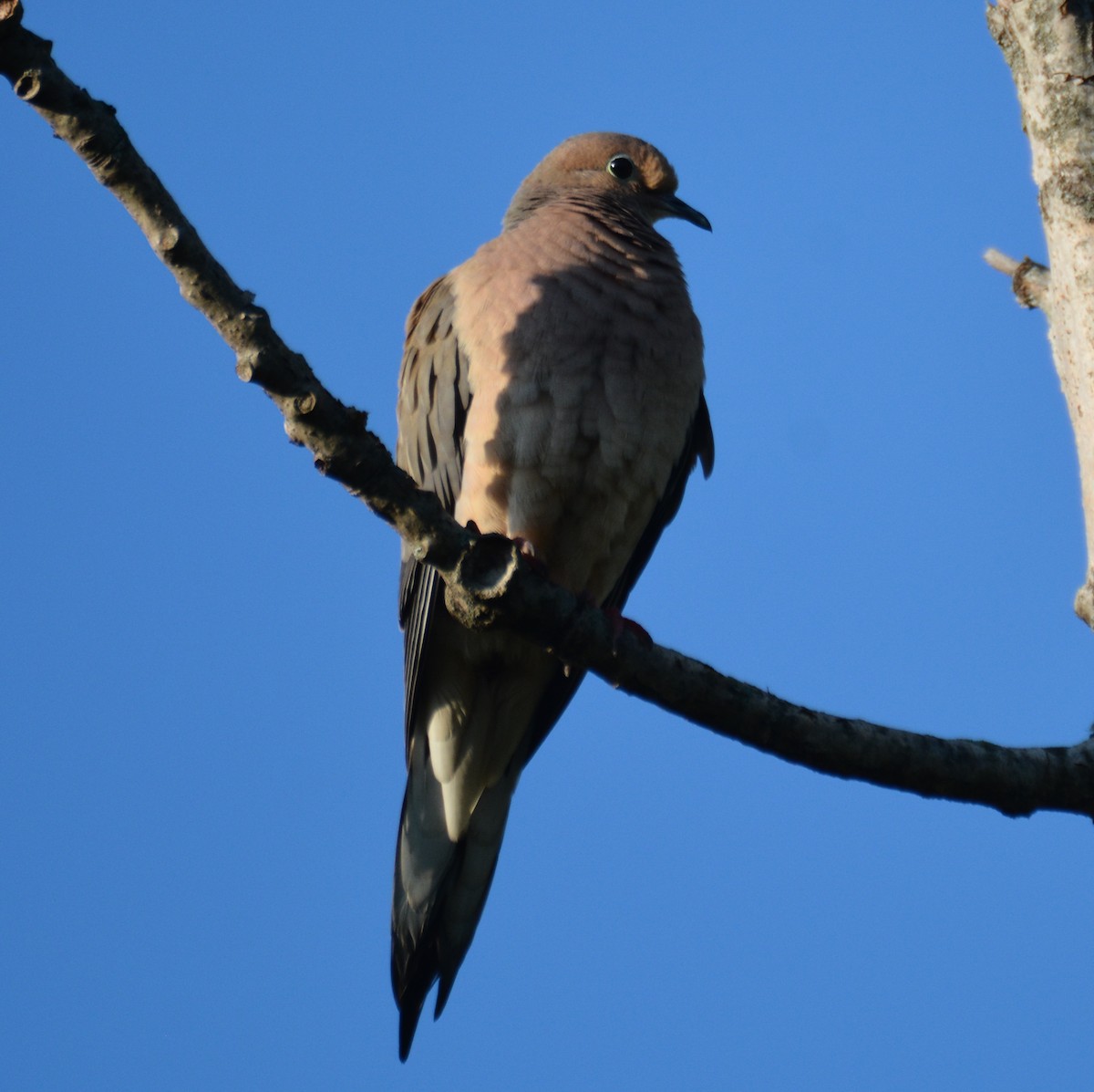 Mourning Dove - Doug Overacker