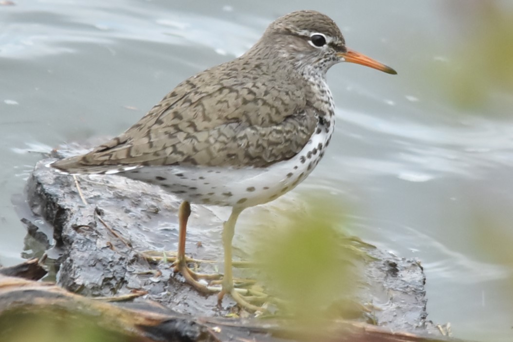 Spotted Sandpiper - Bruce Werry
