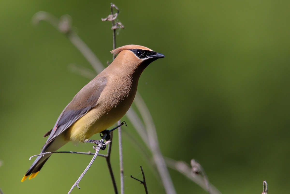 Cedar Waxwing - David Mozzoni