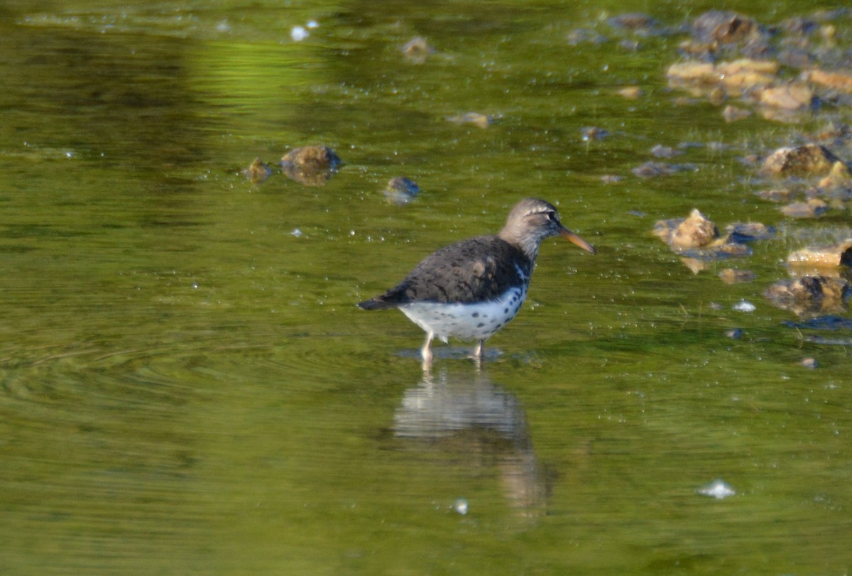 Spotted Sandpiper - Doug Overacker