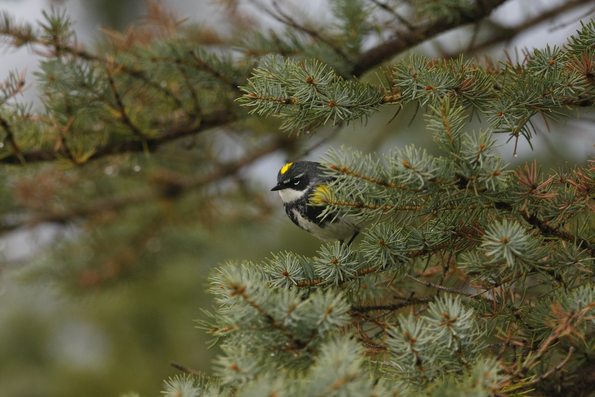 Yellow-rumped Warbler - ML619549310