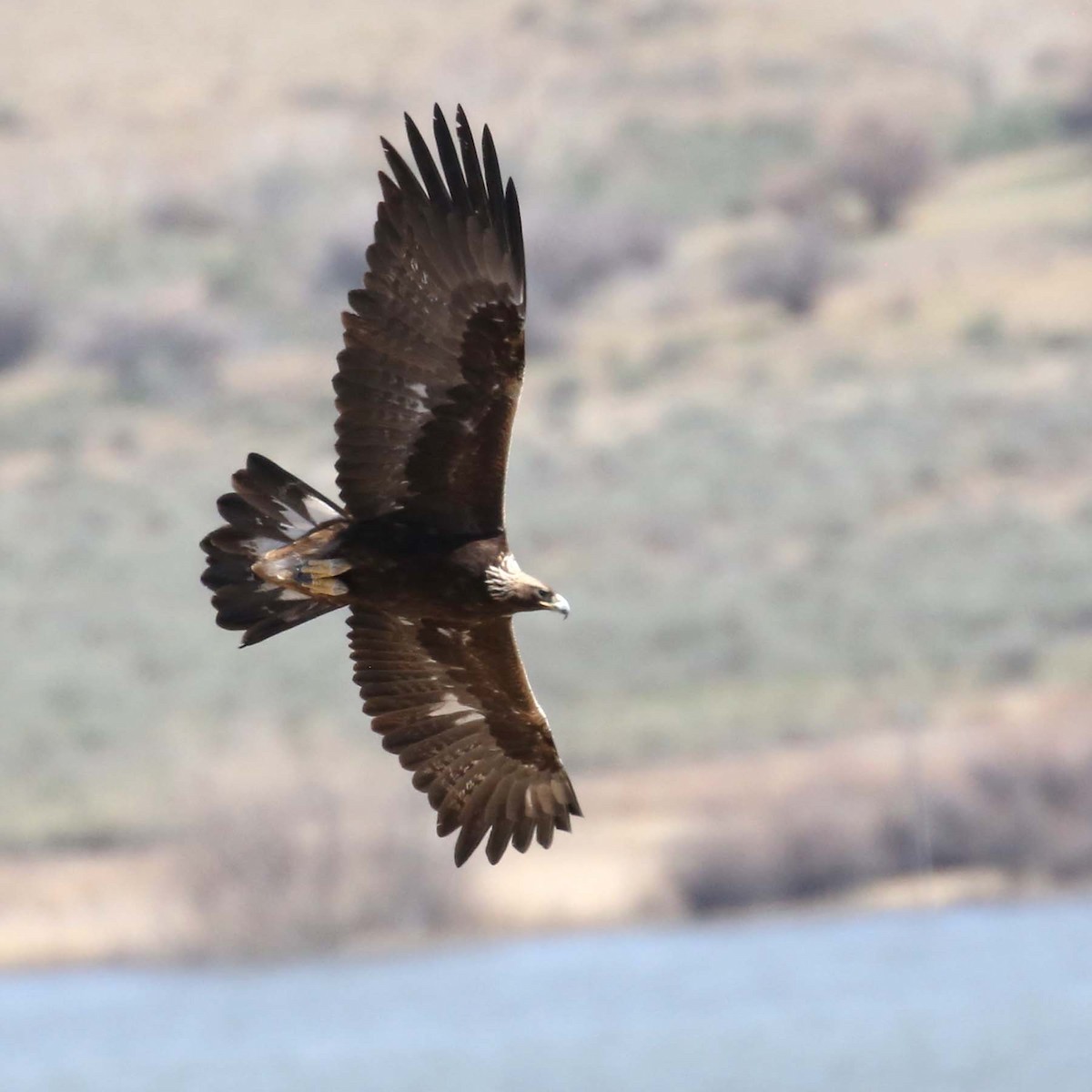 Golden Eagle - Henry Mauer