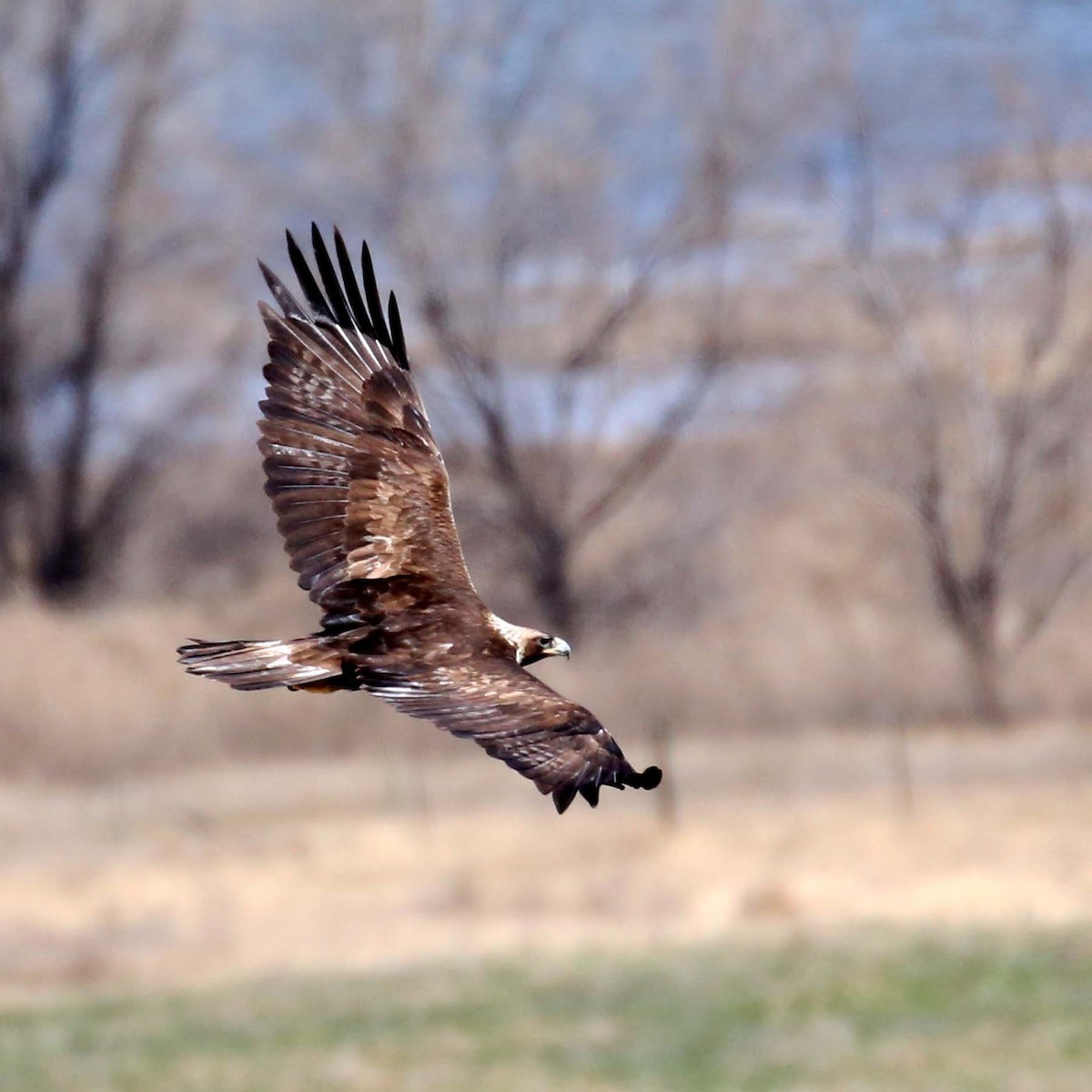 Golden Eagle - Henry Mauer