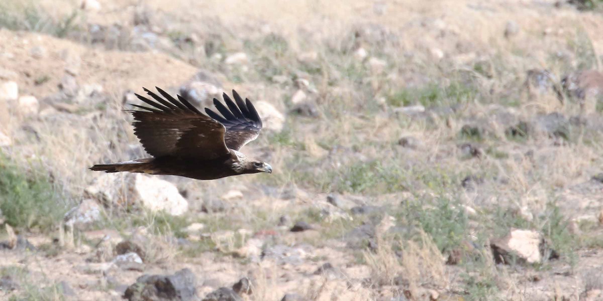 Golden Eagle - Henry Mauer