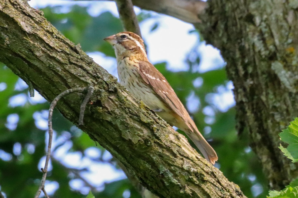 Rose-breasted Grosbeak - Laura Brown