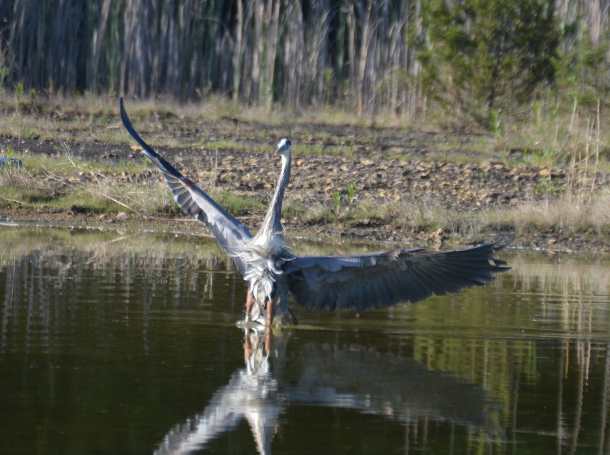 Great Blue Heron (Great Blue) - Doug Overacker