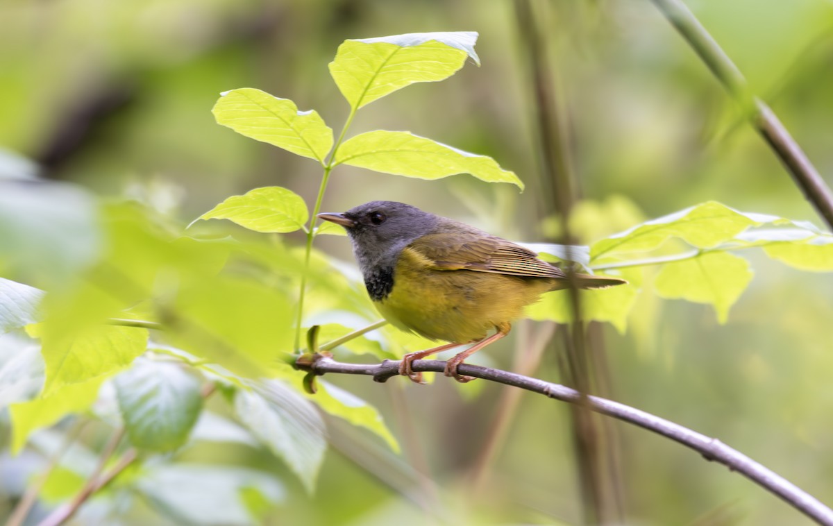 Mourning Warbler - John Peckham