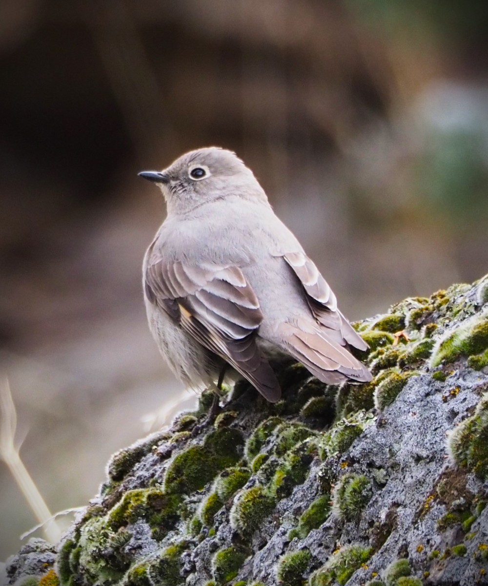 Townsend's Solitaire - Dick Cartwright