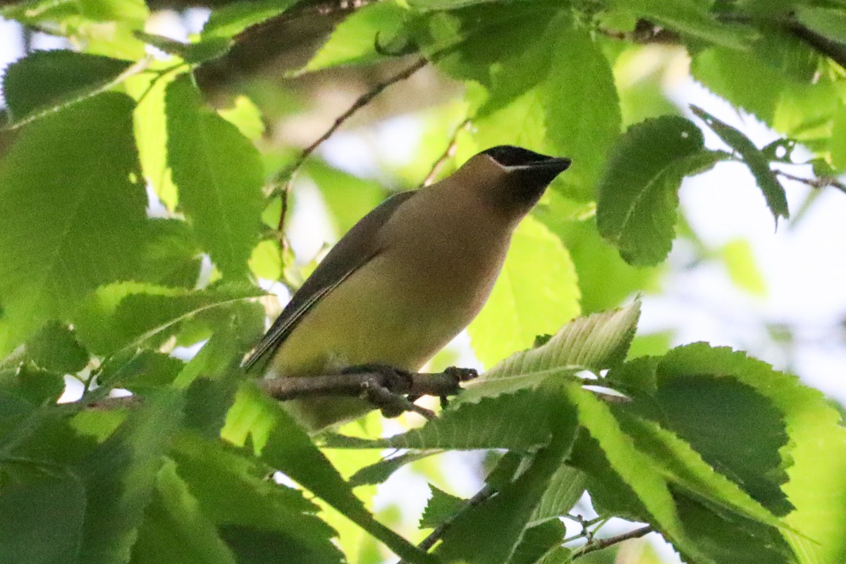 Cedar Waxwing - Laura Brown